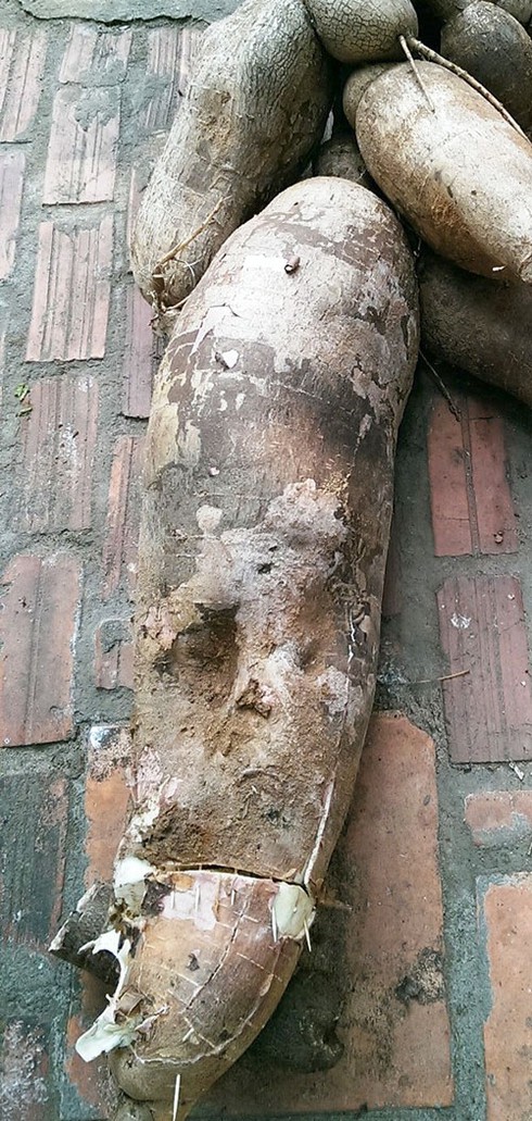 Đào được củ sắn