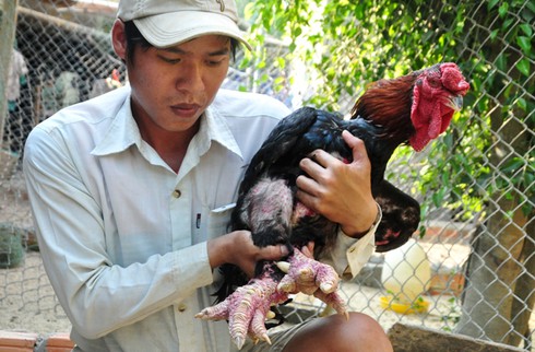 Kiếm hàng trăm triệu đồng từ nuôi gà Đông Tảo, chim công, vịt trời - ảnh 1