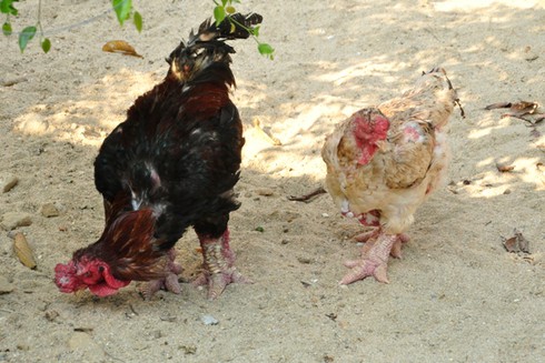 Kiếm hàng trăm triệu đồng từ nuôi gà Đông Tảo, chim công, vịt trời - ảnh 3