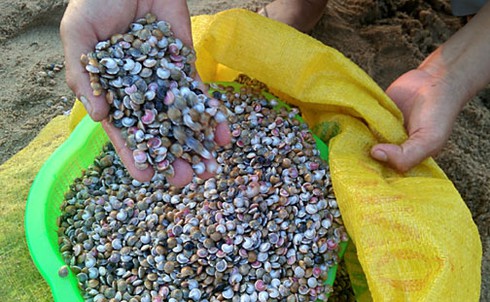 Được mùa ốc ruốc - ảnh 6