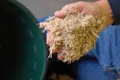 Đi tù vì mang nước lạnh, bã mía dọa đốt trụ sở phường - ảnh 1