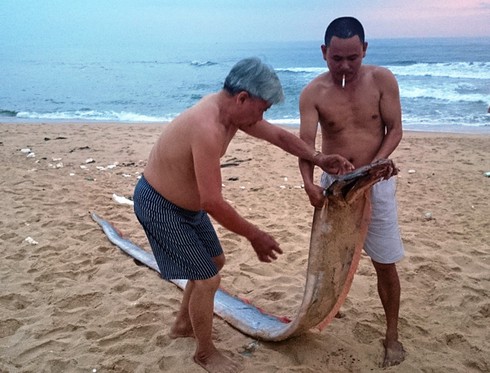 Cá mái chèo dài hơn 4m dạt vào bờ biển - ảnh 1