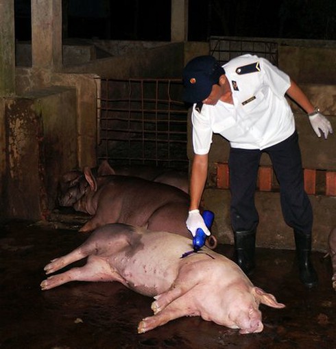 Ám ảnh cảnh heo bị bơm nước - ảnh 3