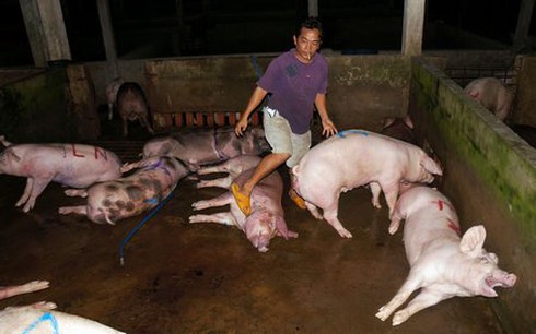Ám ảnh cảnh heo bị bơm nước - ảnh 1
