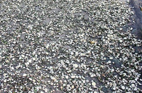 Mua bán cau non, cam non: Bất thường hay bình thường? - ảnh 1