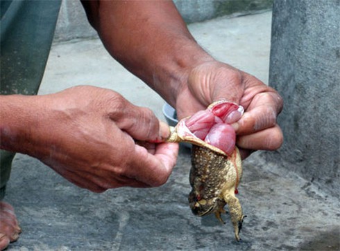 Ngộ độc thịt cóc, tử vong trong vòng 30 phút - ảnh 1