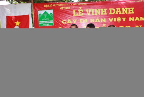 Vinh danh cây bồ đề 132 năm tuổi ở Đắk Lắk - ảnh 3