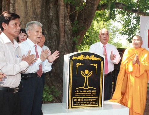 Vinh danh cây bồ đề 132 năm tuổi ở Đắk Lắk - ảnh 4