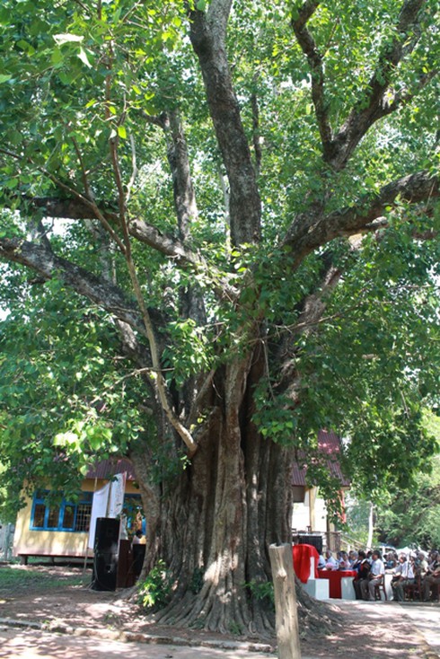 Vinh danh cây bồ đề 132 năm tuổi ở Đắk Lắk - ảnh 5