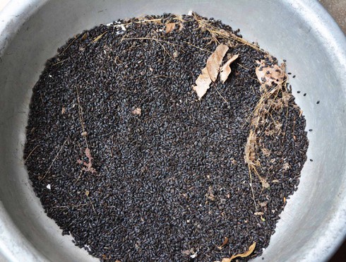 Bọ cánh cứng xuất hiện làm người dân lo lắng - ảnh 1