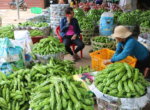 Cẩn thận với hiện tượng thu mua hoa thanh long - ảnh 1