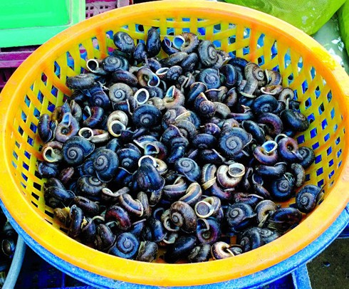 Con gì cũng thành… mồi nhậu - ảnh 3