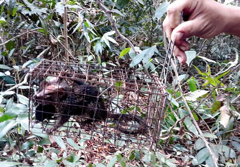 Con gì cũng thành… mồi nhậu - ảnh 1