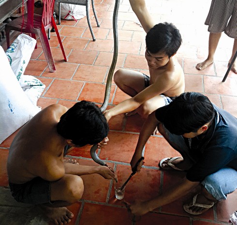 Con gì cũng thành… mồi nhậu - ảnh 4