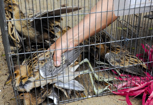 Con gì cũng thành… mồi nhậu - ảnh 5