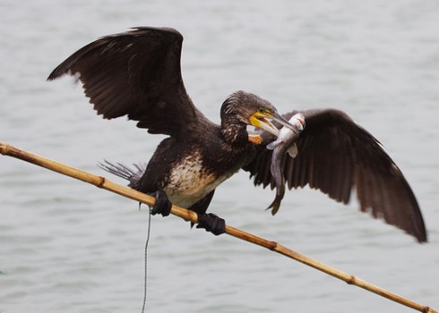 Video: Tuyệt chiêu huấn luyện chim cốc bắt cá trên sông - ảnh 1