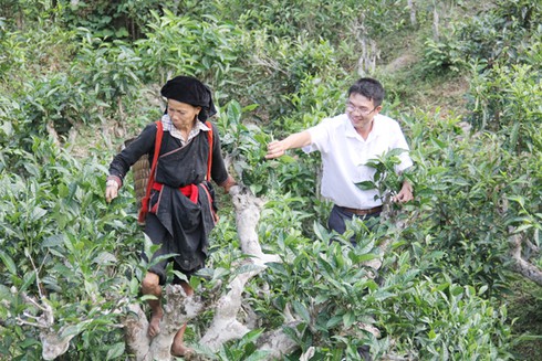 “Kho vàng xanh” trên vùng lúa lớn - ảnh 1