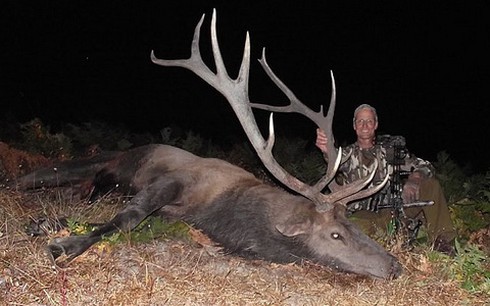 Con sư tử nổi tiếng nhất Zimbabwe bị bắn chết, lột da - ảnh 2