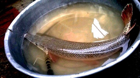 Người dân bắt được loài cá “lạ” - ảnh 1