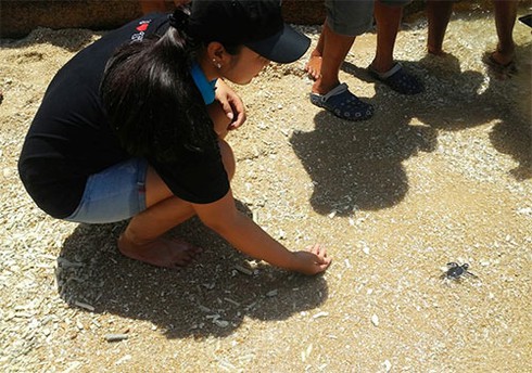 Rùa biển trở lại Hòn Cau - ảnh 2