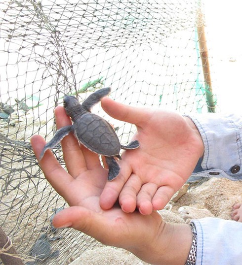 Rùa biển trở lại Hòn Cau - ảnh 3