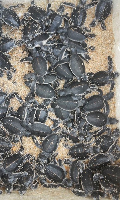 Rùa biển trở lại Hòn Cau - ảnh 1