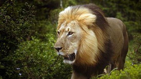 Báo động từ cái chết của sư tử Cecil - ảnh 1