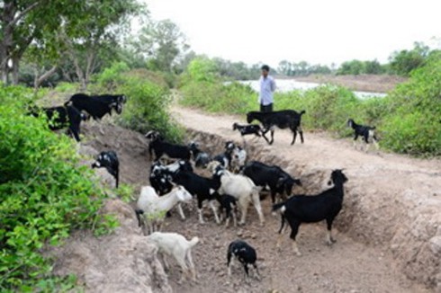 Nghề nuôi “sư phụ” ở Long Khánh - ảnh 2