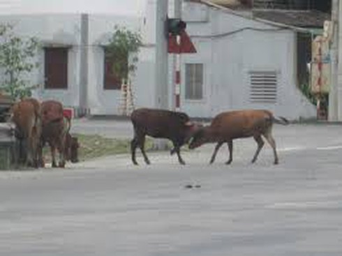 Đàn bò bỗng dưng húc nhau loạn xạ, 1 người nhập viện - ảnh 1