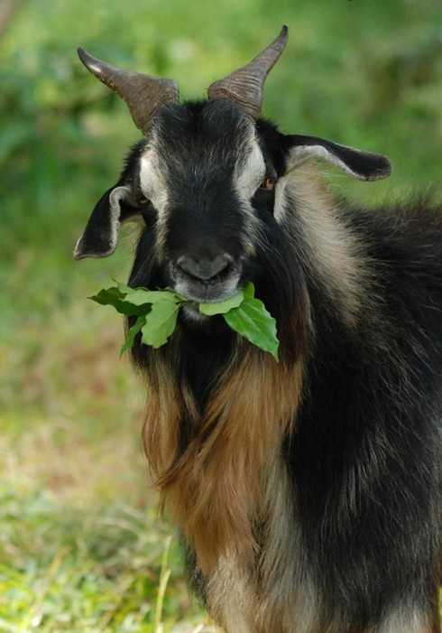 “Phát sốt” vì… dê sư tử ở Lâm Đồng - ảnh 3