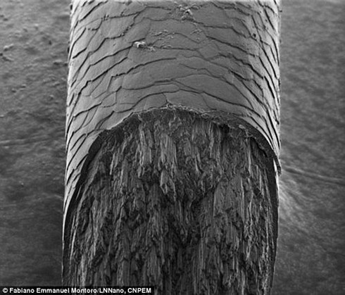 Phát hiện lớp mới của sợi tóc con người - ảnh 1