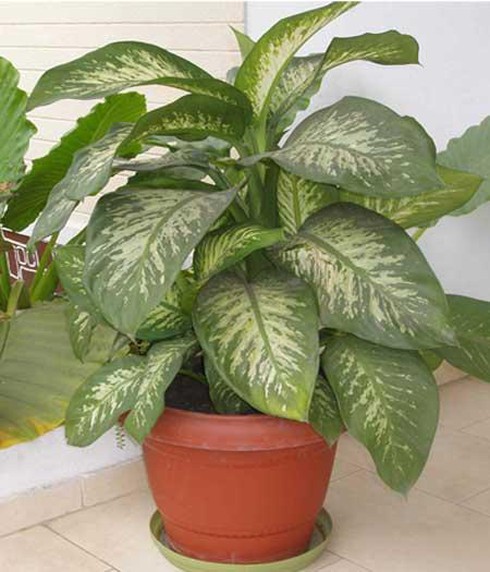 Cây cảnh quen thuộc chứa chất độc cần cho trẻ tránh xa - ảnh 7