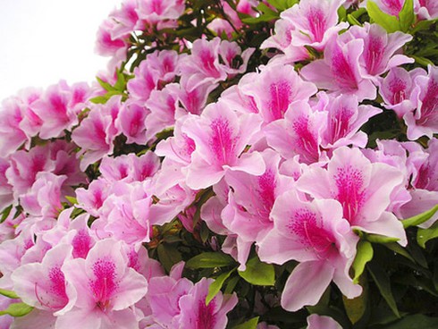 Cây cảnh quen thuộc chứa chất độc cần cho trẻ tránh xa - ảnh 8