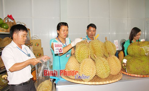 Sầu riêng nhúng thuốc - sự thật và nỗi oan - ảnh 1