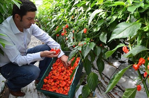 Ớt Rồng Komodo - ảnh 1