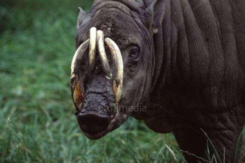 Kỳ lạ loài lợn có nanh cong vút và cặp sừng trên đầu - ảnh 6