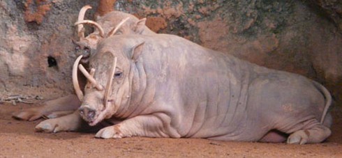 Kỳ lạ loài lợn có nanh cong vút và cặp sừng trên đầu - ảnh 2