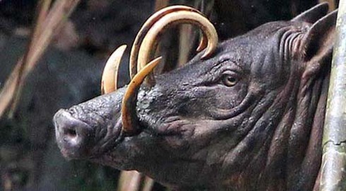 Kỳ lạ loài lợn có nanh cong vút và cặp sừng trên đầu - ảnh 4