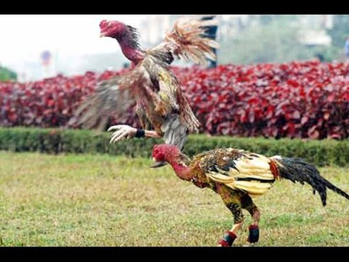 Cách nuôi gà chọi chiến như thế nào? - ảnh 1