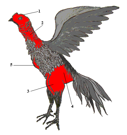 Cách nuôi gà chọi chiến như thế nào? - ảnh 2