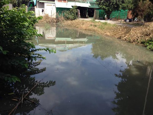 Những ổ lăng quăng khủng khiếp - ảnh 2