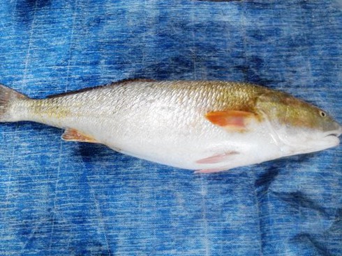 Bắt được cá lạ dài 1m nghi là cá Sủ Vàng - ảnh 1