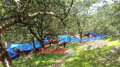 “Nóng” chuyện mỏ vàng ở xã Phú Riềng - ảnh 2