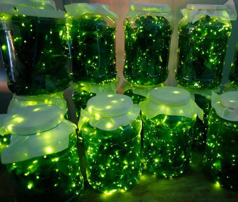 Vương quốc của loài đom đóm - ảnh 2