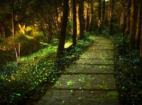 Vương quốc của loài đom đóm - ảnh 1