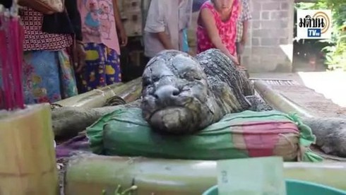 Nghé quái thai có đầu hình cá sấu ở Thái Lan - ảnh 1