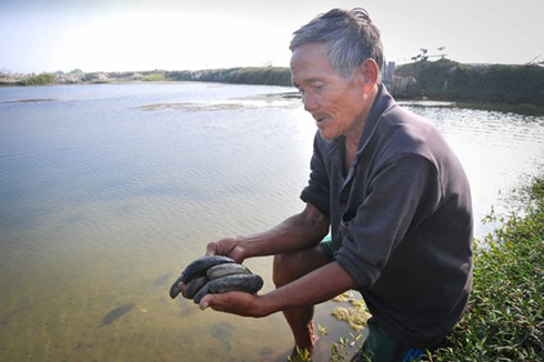 Được mùa hải sâm - ảnh 1