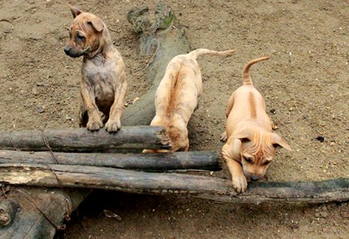 Huyền thoại về chó Phú Quốc - ảnh 1