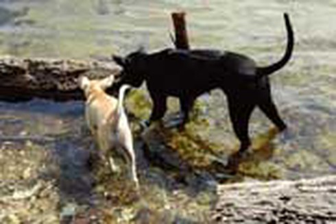 Huyền thoại về chó Phú Quốc - ảnh 2