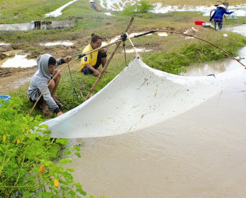 Rủ nhau đi bắt cá con - ảnh 4